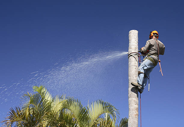 How Our Tree Care Process Works  in  Kewanee, IL