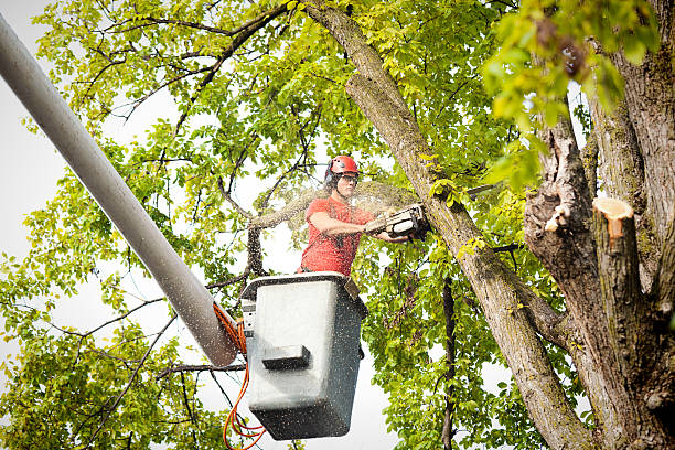 Best Tree Disease Treatment  in Kewanee, IL